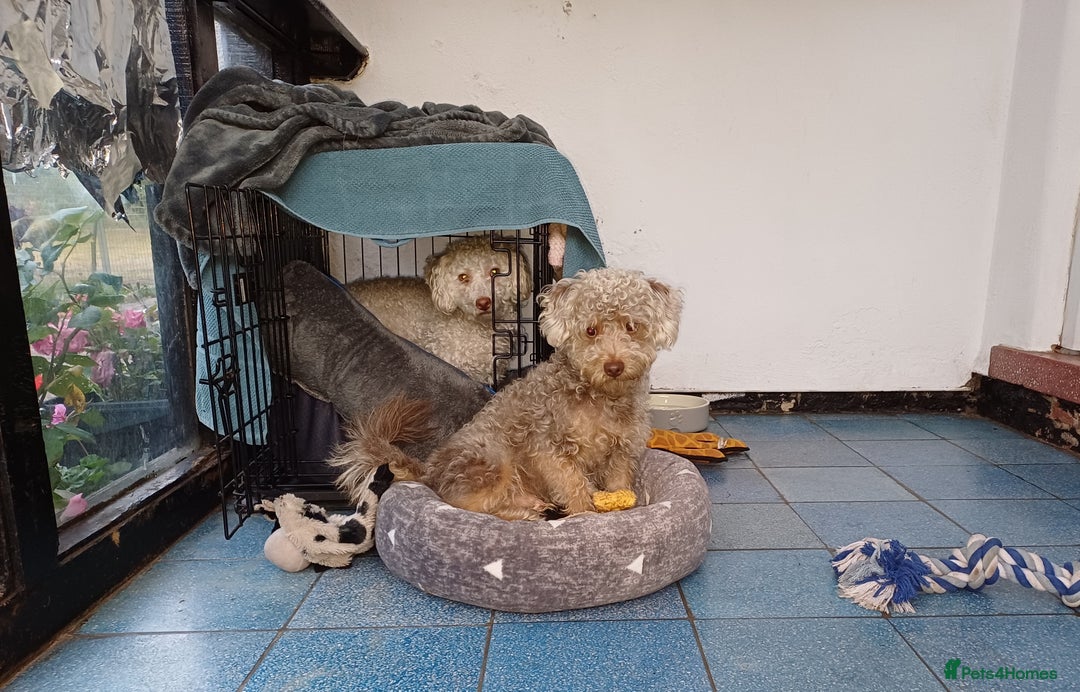 Yorkiepoo dogs for adoption: M.&K. - two inseparable friends for a Loving Home - Image 6