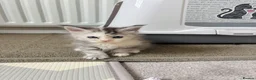 Maine Coon cats for sale: Beautiful Maine Coon kittens looking for new home - Advert 13