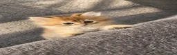 Scottish Fold cats for sale: Scottish pedigree golden kittens  ready to move - Advert 7