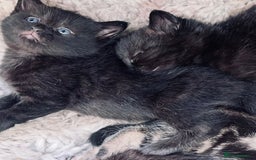 Mixed Breed cats for sale: 6 Kittens for sale - Image 5