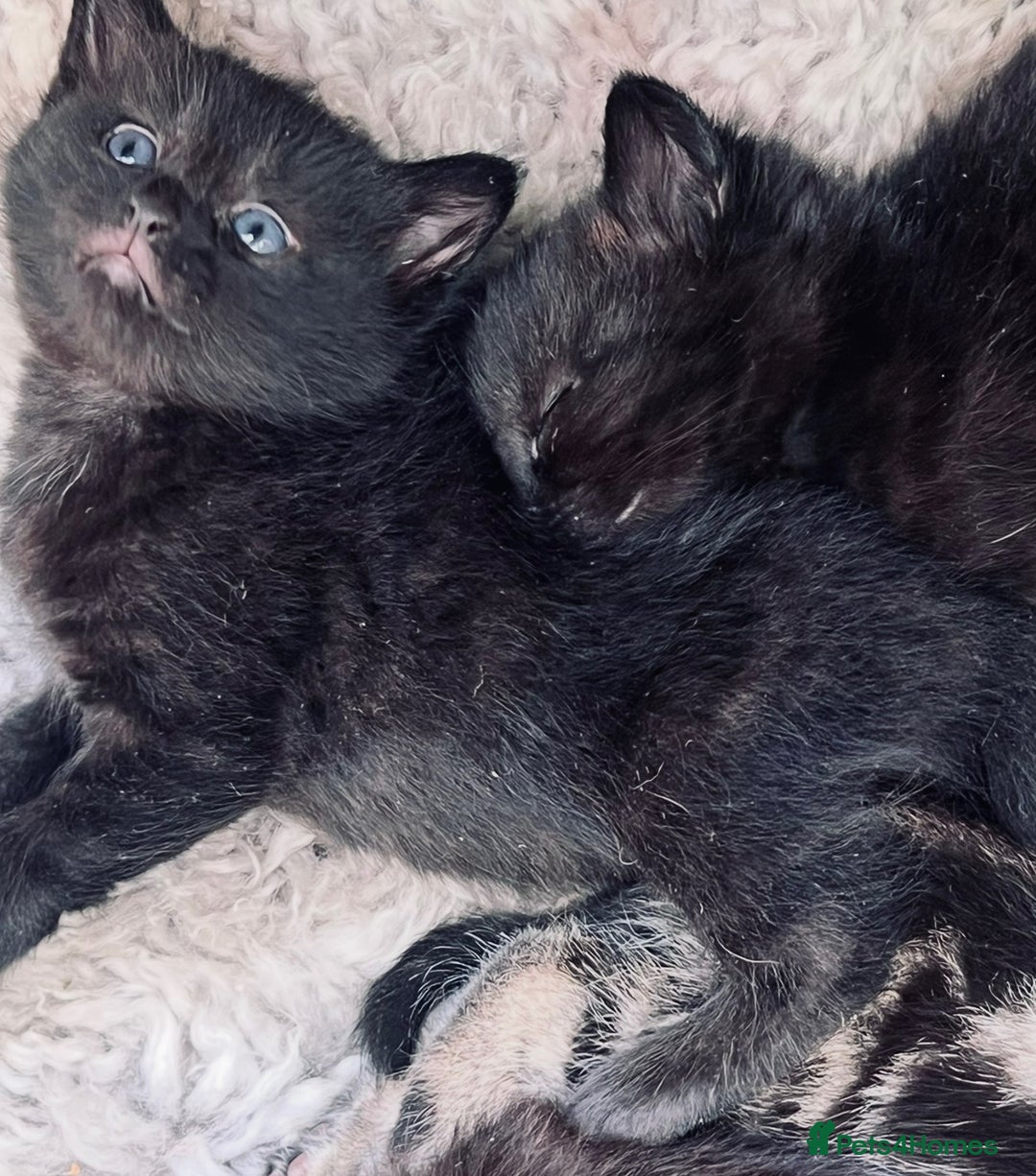 Mixed Breed cats for sale: 6 Kittens for sale - Image 5