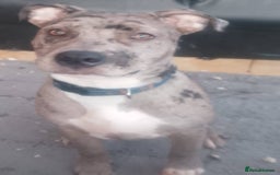 Mixed Breed dogs for sale: Stunning pup - Image 1