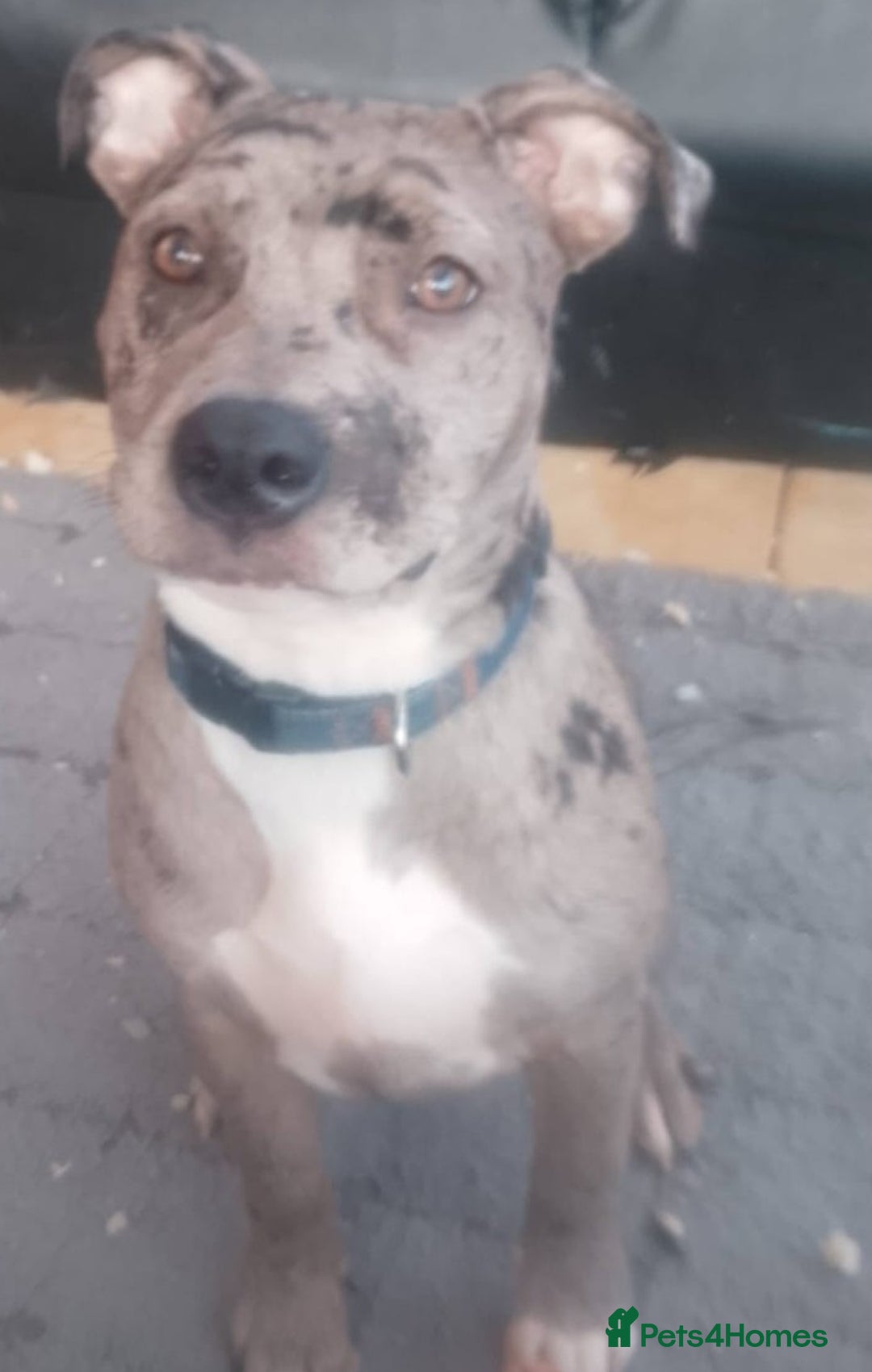 Mixed Breed dogs for sale: Stunning pup - Image 1