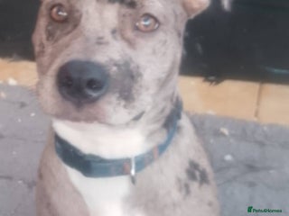 Mixed Breed dogs for sale - Advert 1