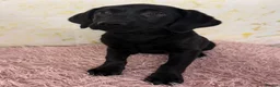 Labrador Retriever dogs for sale: 🖤 GORGEOUS Black Labrador GIRLS 🖤 - Advert 4