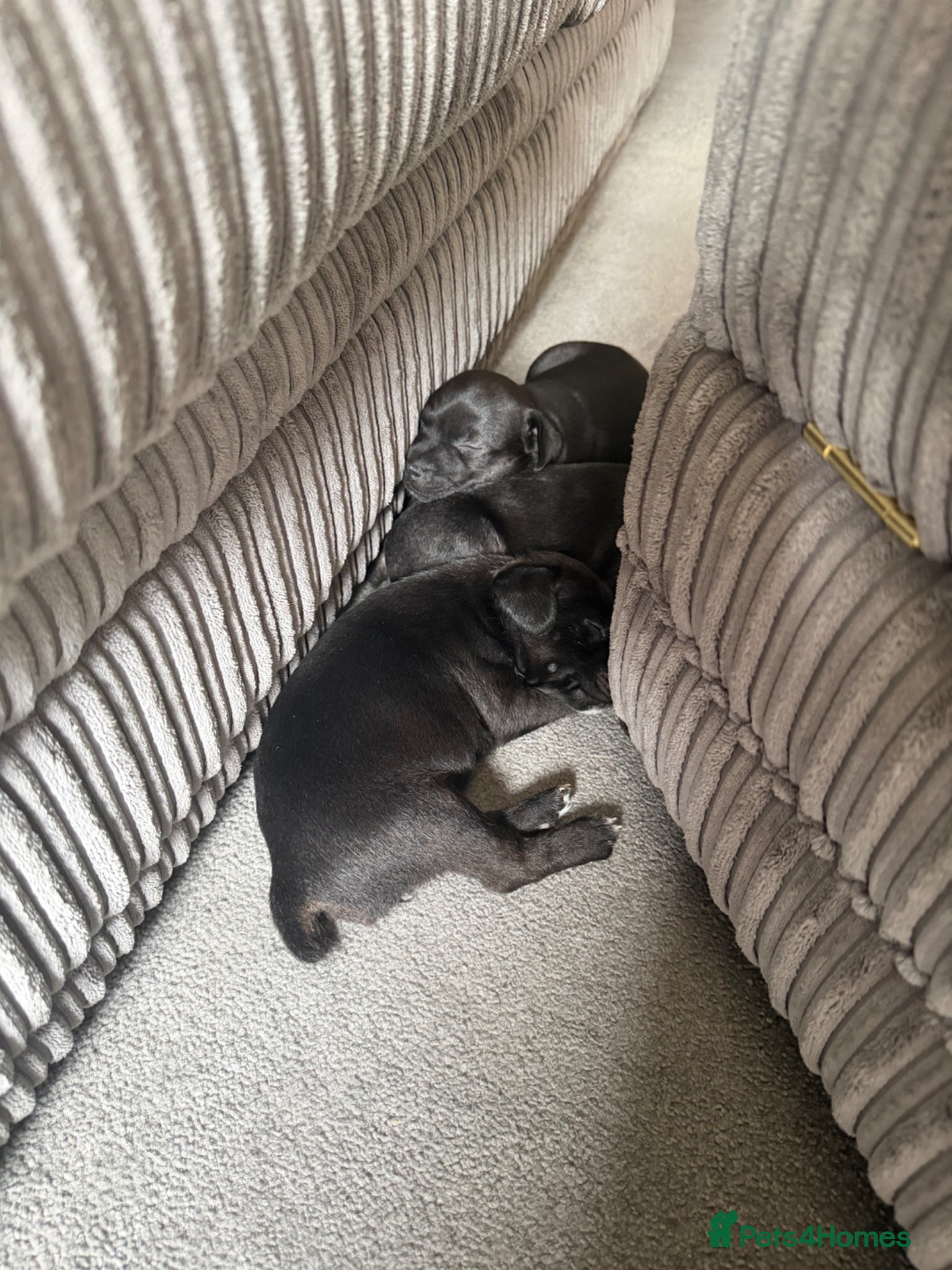 Patterjack dogs 4 weeks to go! Patterjack Puppies  - Advert 1