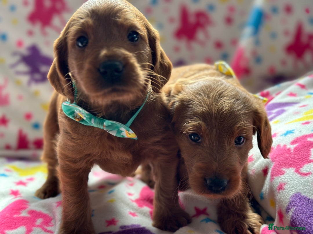 Labradoodle dogs for sale: Miniature Labradoodles  - Image 10