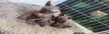 Sphynx 5