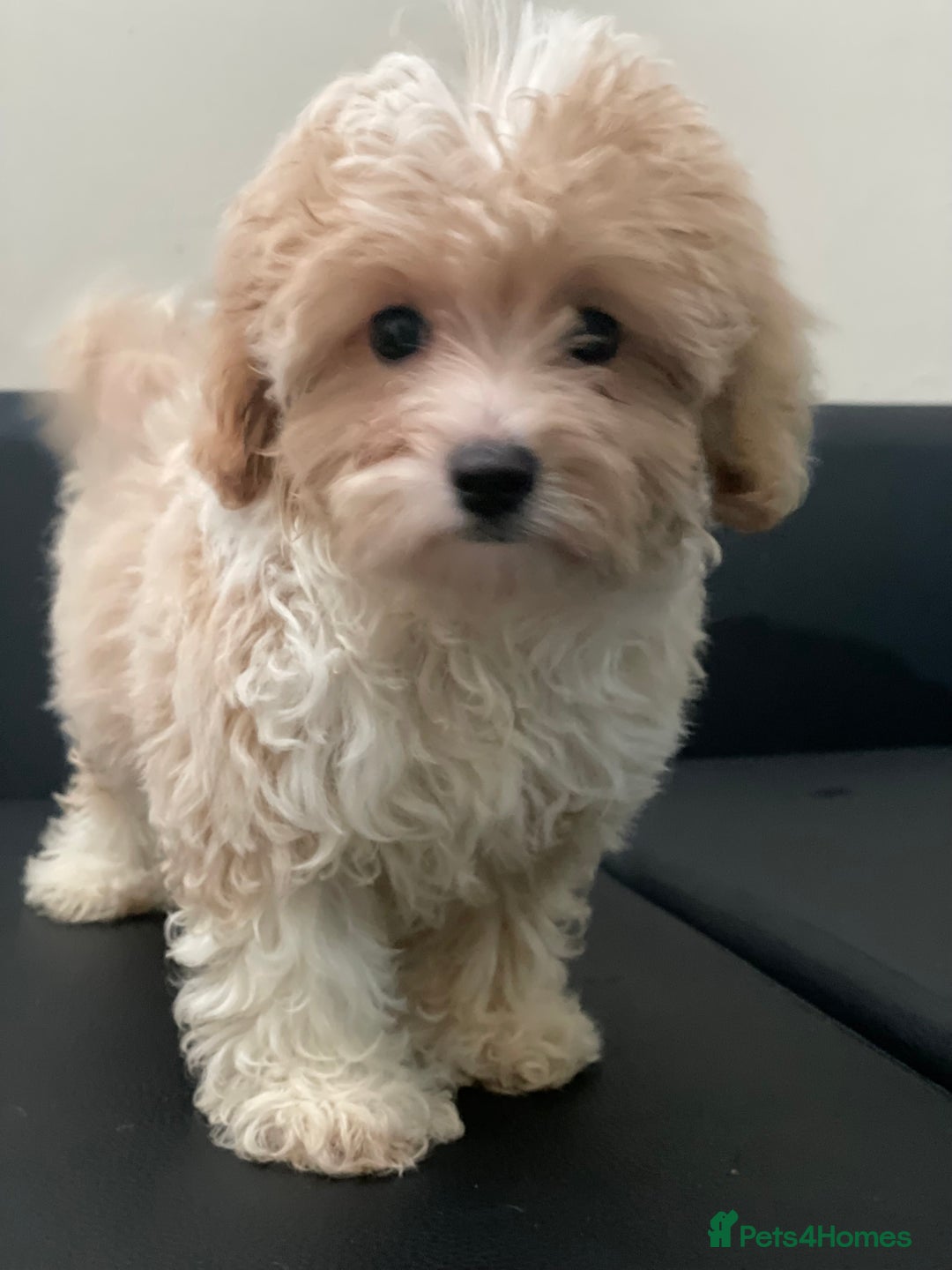 Maltipoo dogs for sale: Adorable F1 Maltipoo Puppies - Image 5