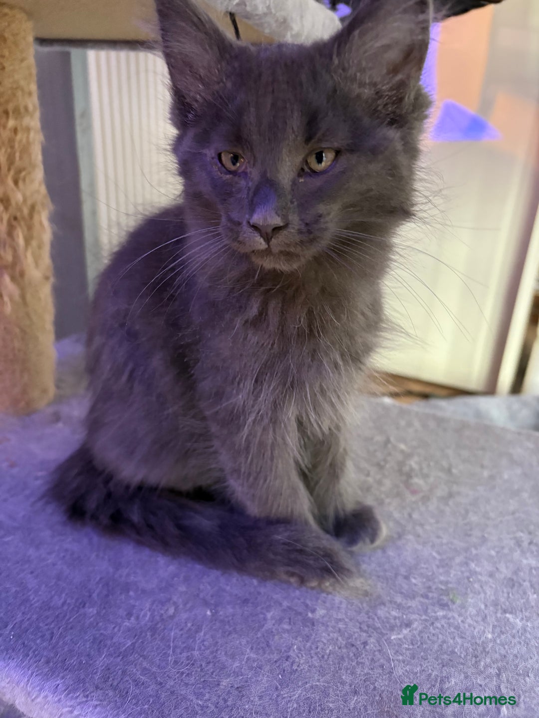 Ragcoon cats for sale: 2 x female Ragcoons - ready to leave - Advert 2