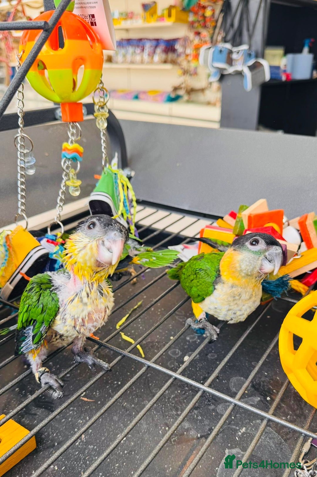 Parrots birds for sale: Parrots  - Image 22