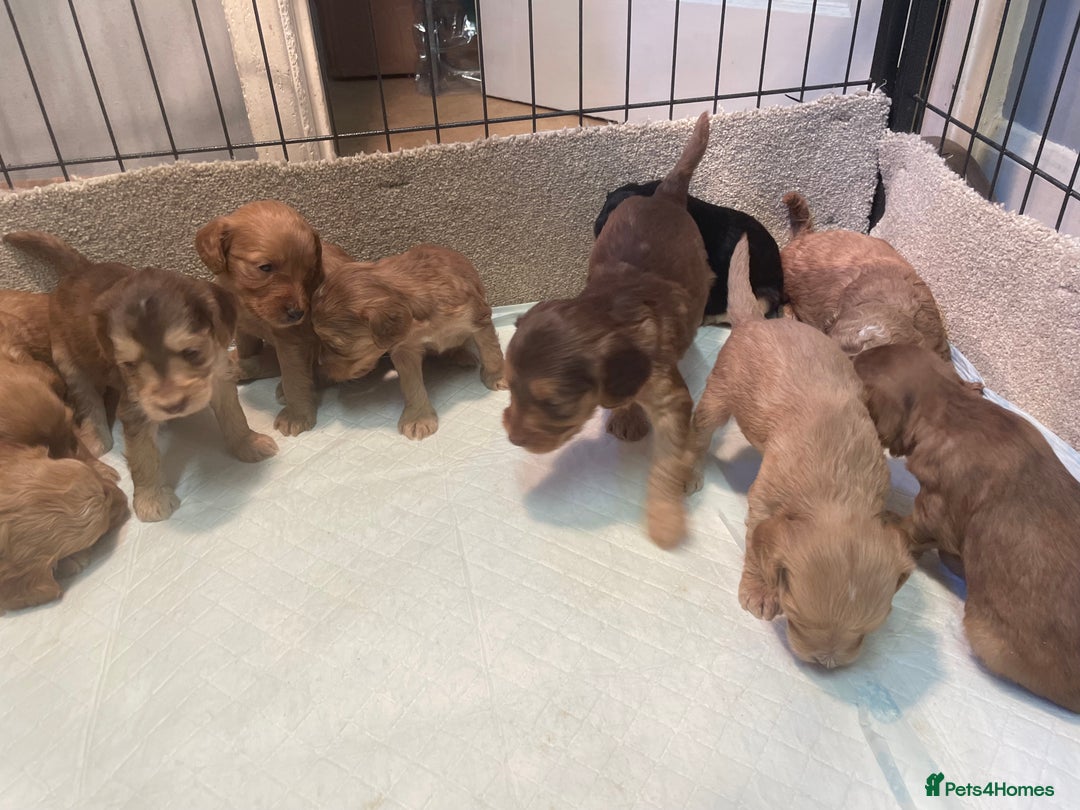 Cockapoo dogs for sale: Beautiful cockapoos - Image 1