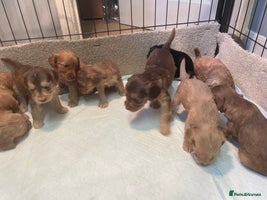 Cockapoo dogs - Advert 1