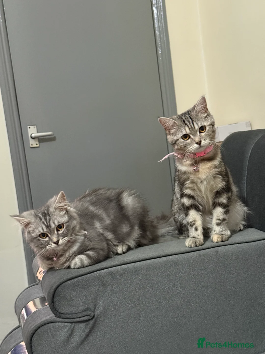 British Longhair cats for sale: My lovely friend for sale - Advert 13