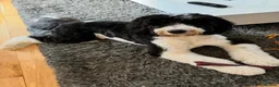 Sheepadoodle dogs for sale: Midi Size Sheepadoodle Medium  - Advert 8