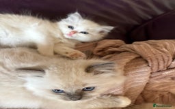 Ragdoll cats for sale: Ragdoll Kittens ready now* - Image 5