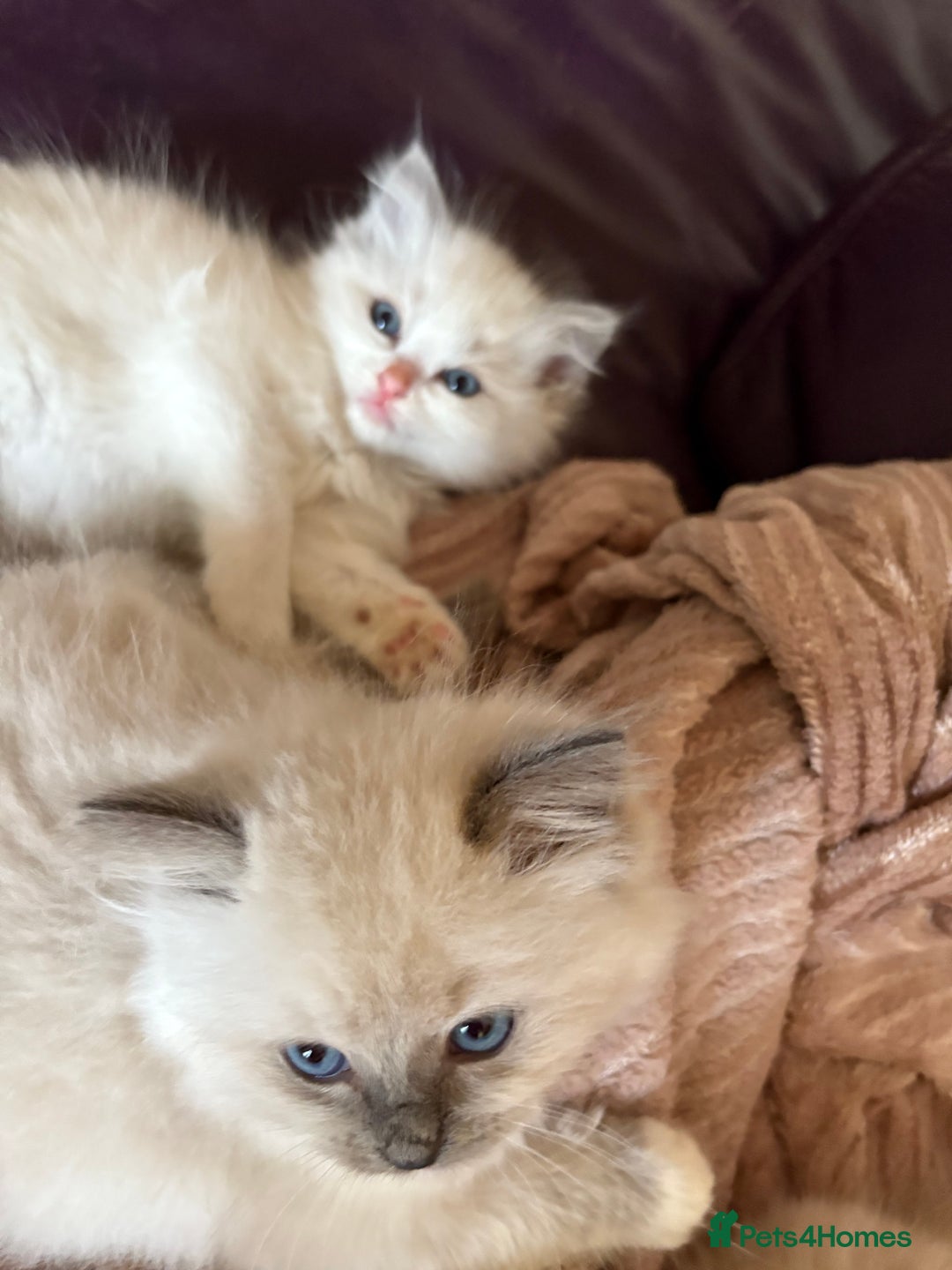 Ragdoll cats for sale: Ragdoll Kittens ready now* - Image 5