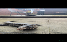 Lizard reptiles for sale: Friendly Tegu & Full Setup - Image 2