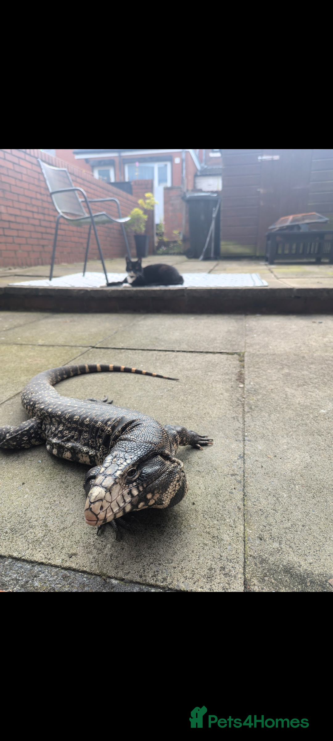 Lizard reptiles for sale: Friendly Tegu & Full Setup - Image 2