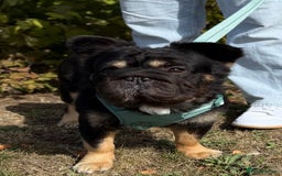 French Bulldog dogs for stud: 🦁Enzo🦁 Full Fluffy Frenchie  - Image 3