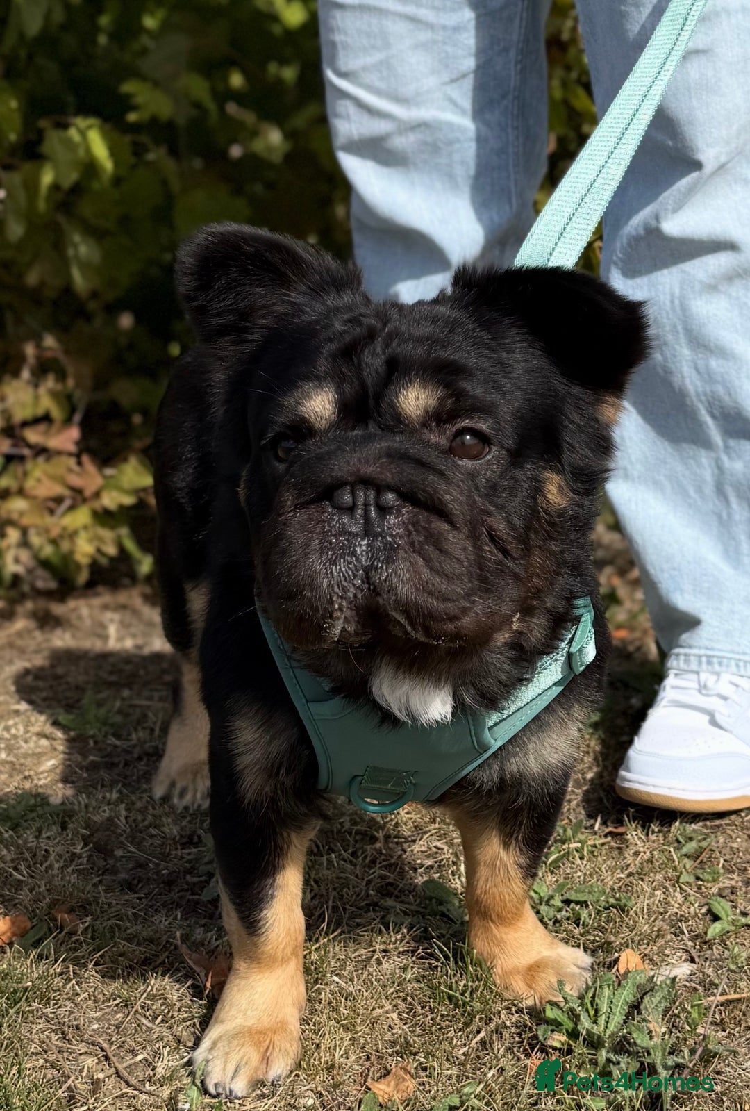 French Bulldog dogs for stud: 🦁Enzo🦁 Full Fluffy Frenchie  - Image 3