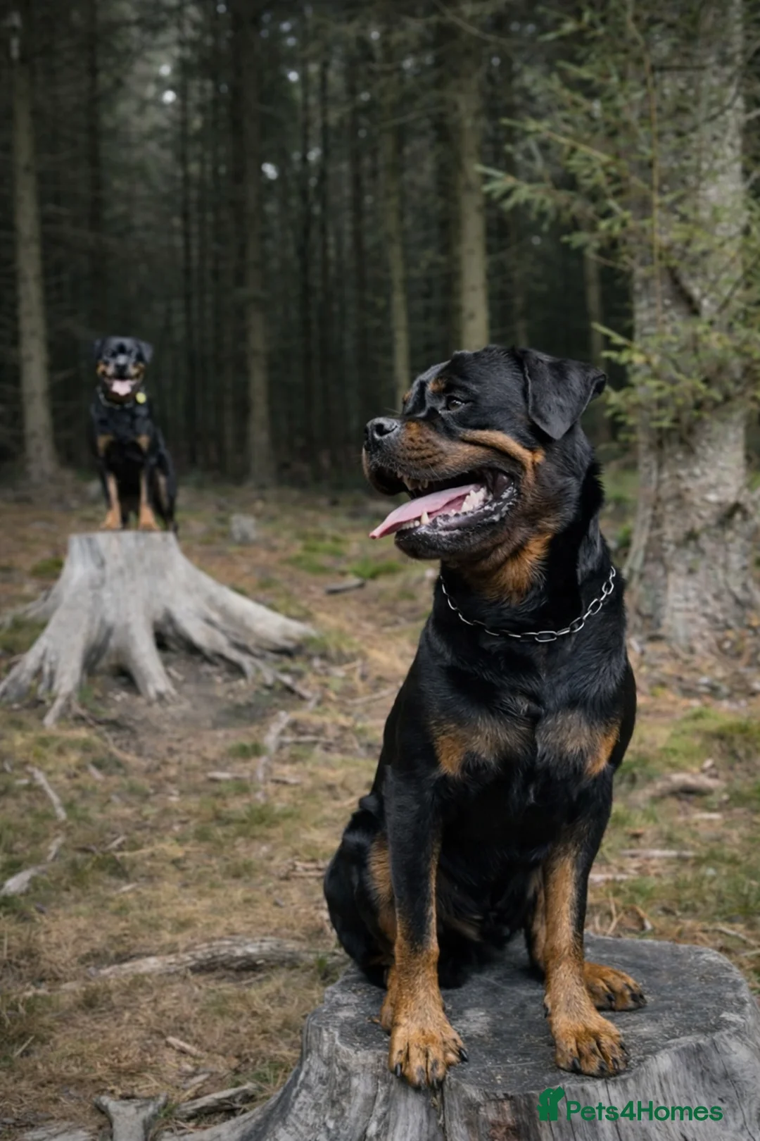Rottweiler dogs for sale: Expecting Rottweiler pups - ready end of May  - Advert 6