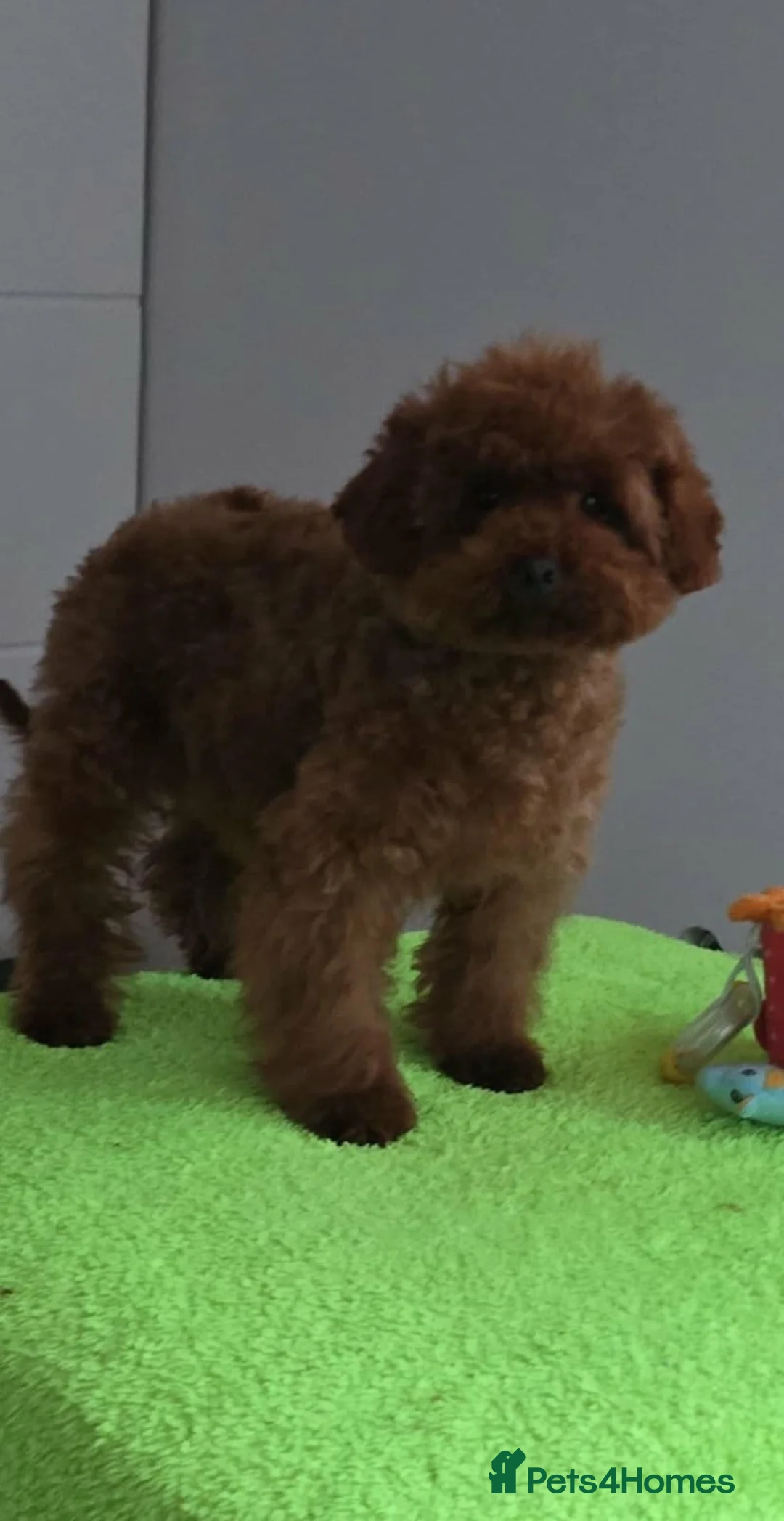 Maltipoo dogs for sale: 6-Month-Old Maltipoo Puppies – Male & Female - Advert 16