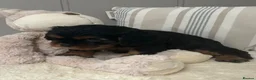 Cavalier King Charles Spaniel dogs for sale: Kc Reg’d, health tested female Cavalier pups - Advert 9