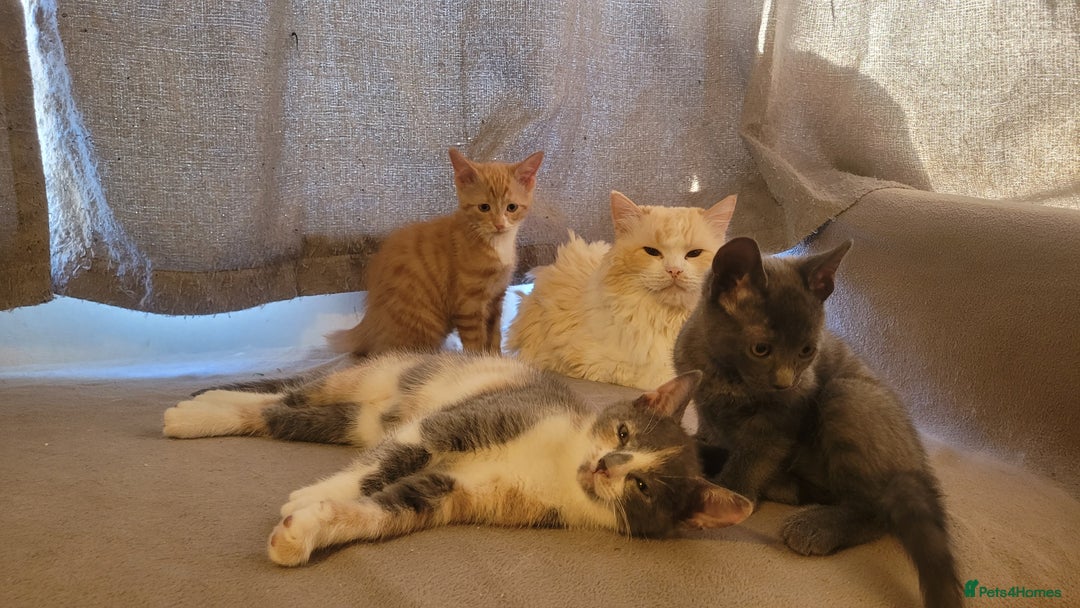Mixed Breed cats for sale: Three gorgeous kittens available! - Advert 8