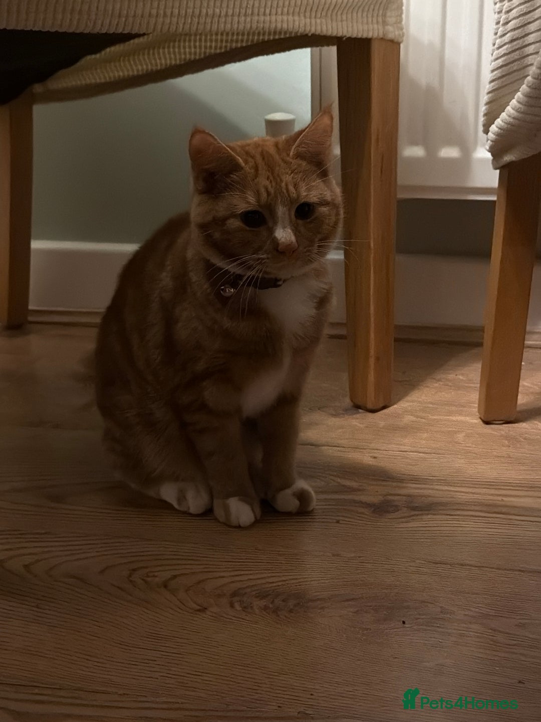 Domestic Shorthair cats for sale: Female ginger domestic short hair - Advert 2