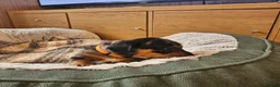 Jackshund dogs for sale: A stunning Jack Russell Terrier and Dachshund mix. - Advert 27