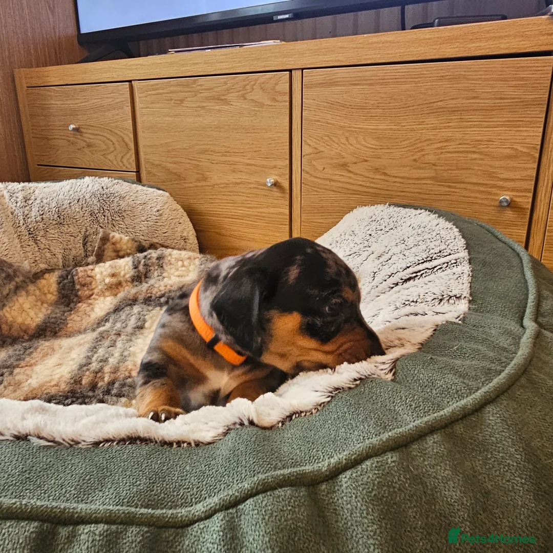 Jackshund dogs for sale: A stunning Jack Russell Terrier and Dachshund mix. - Advert 27