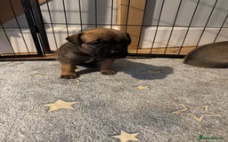Mixed Breed dogs for sale: American Staff x Bullmastiff Pups  - Image 7