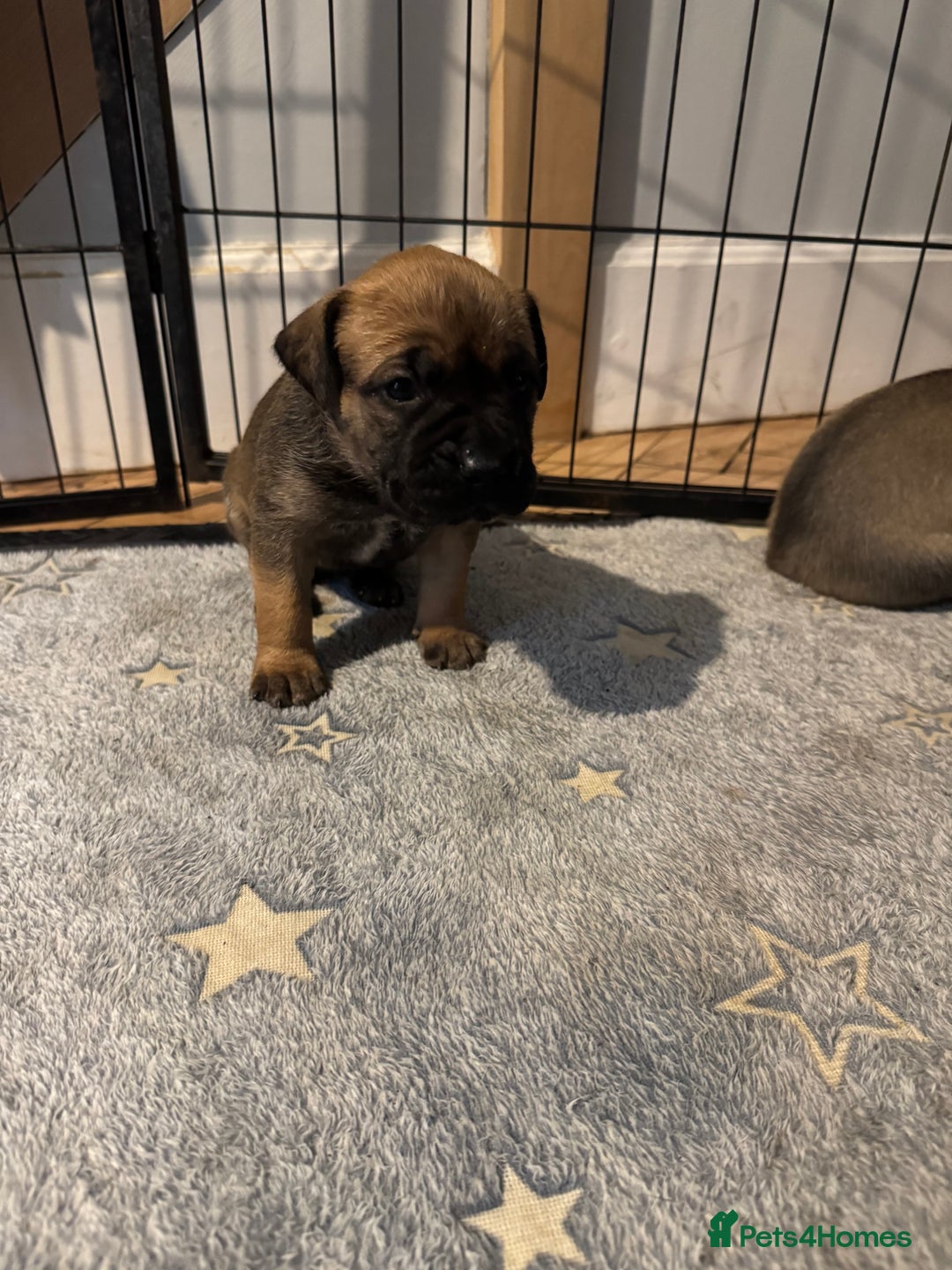 Mixed Breed dogs for sale: American Staff x Bullmastiff Pups  - Image 7