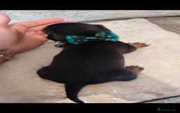 Miniature Dachshund dogs for sale: Ready now miniature dachshunds boy - Image 28