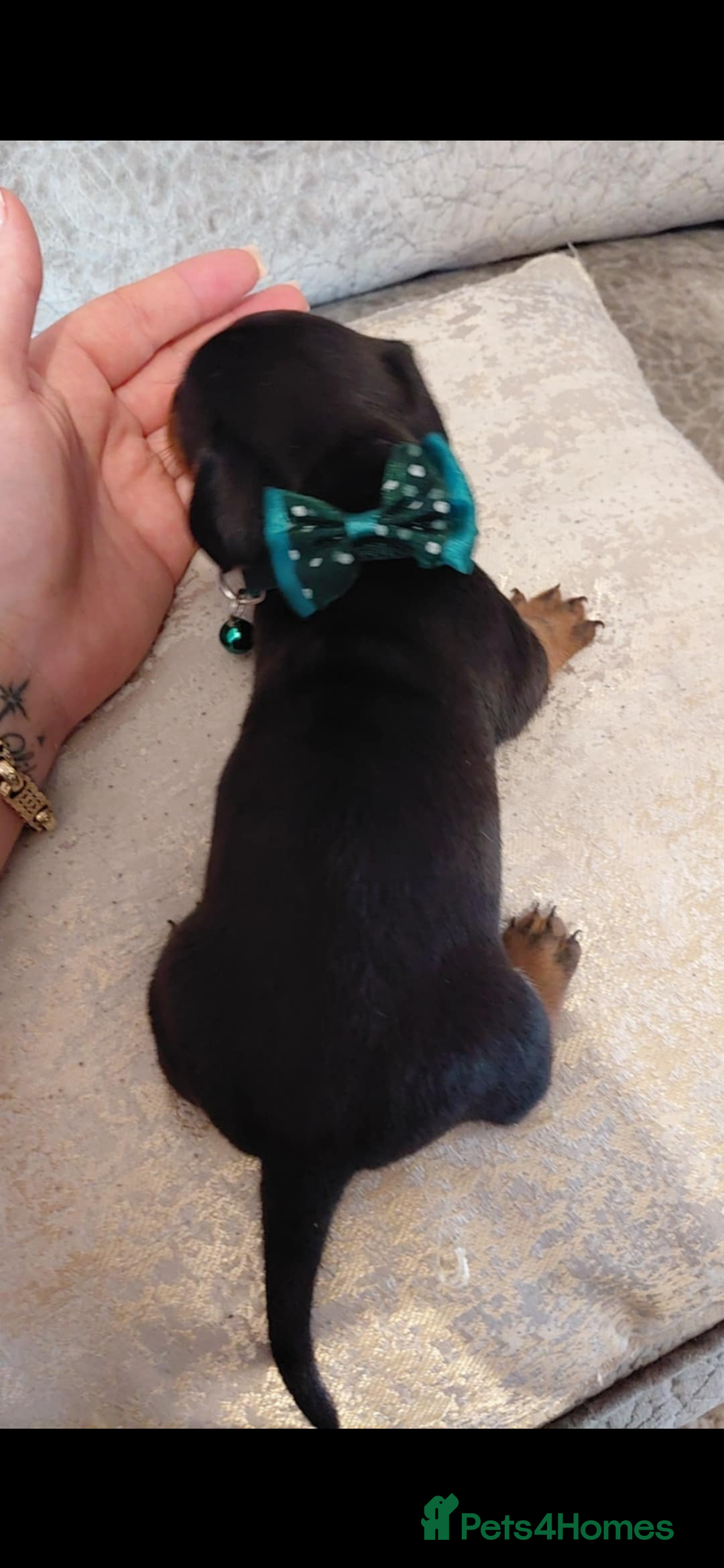 Miniature Dachshund dogs for sale: Ready now miniature dachshunds boy - Image 28