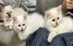 Ragdoll cats for sale: Beautiful Ragdoll Kittens, 2 Flamepoint, 1 mitted - Image 3