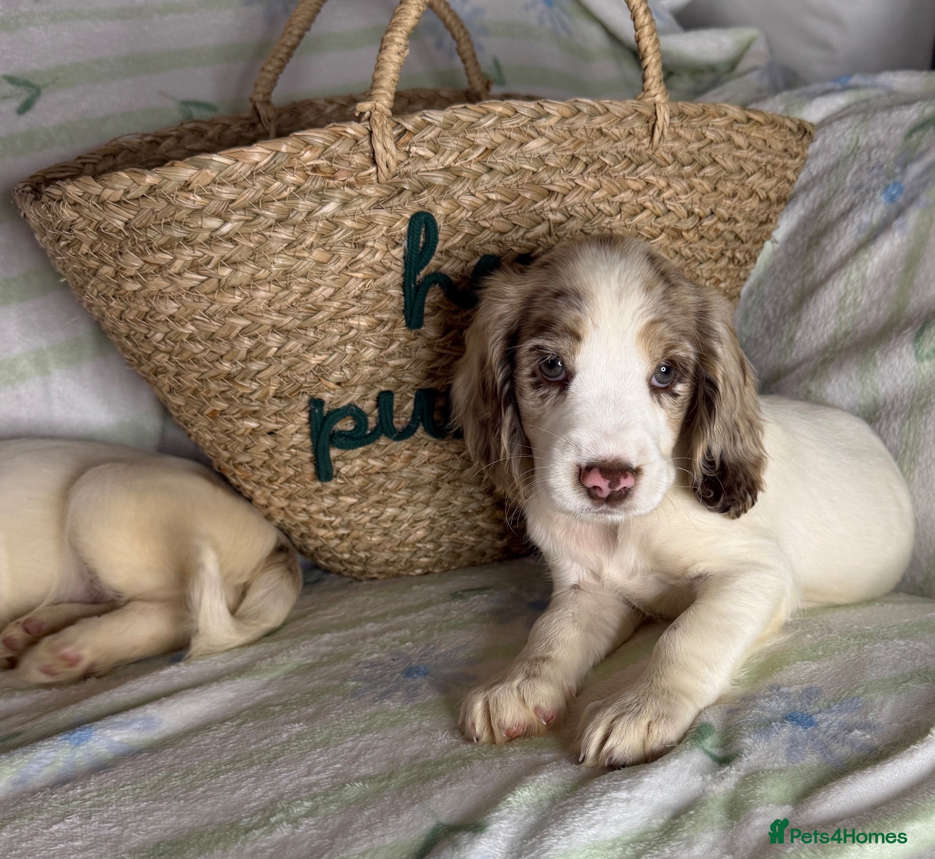 Cocker Spaniel dogs *Cocker Spaniel Pups *MERLE GIRL & LIVER BOY LEFT - Advert 18