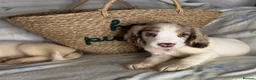 Cocker Spaniel dogs for sale: Merle cocker spaniel girl 11 weeks old  - Advert 7