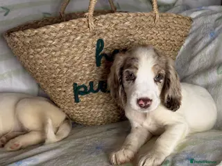 Cocker Spaniel dogs *Cocker Spaniel Pups *MERLE GIRL & LIVER BOY LEFT - Advert 18