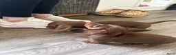 Dachshund dogs for sale: Very small miniature dachshund girl - Advert 9
