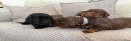 Sprocker dogs for sale: Last beautiful girl choc and tan Sprocker  - Advert 15