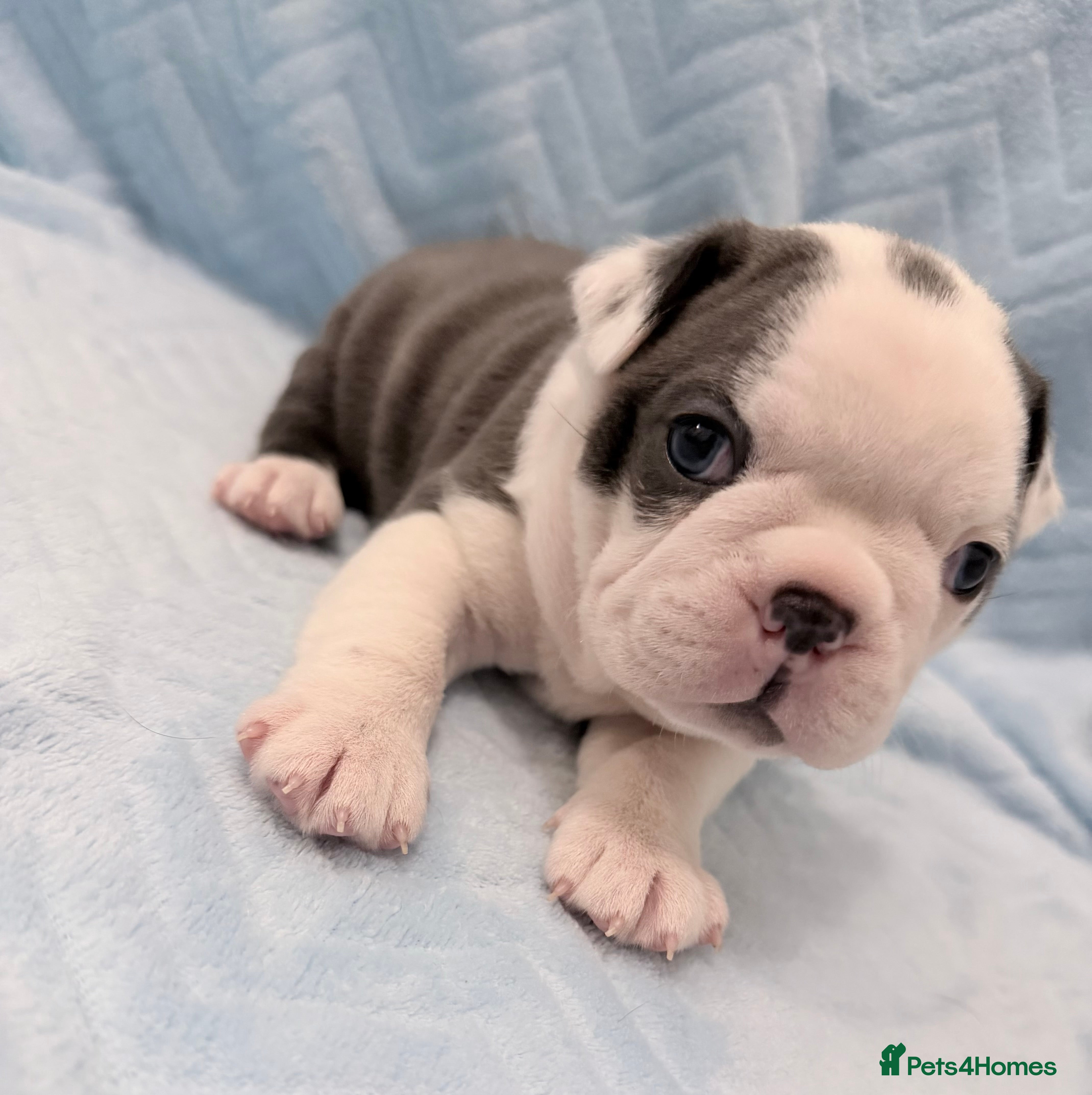 Boston Terrier dogs Last Beautiful Boston Boy 💙 - Advert 11