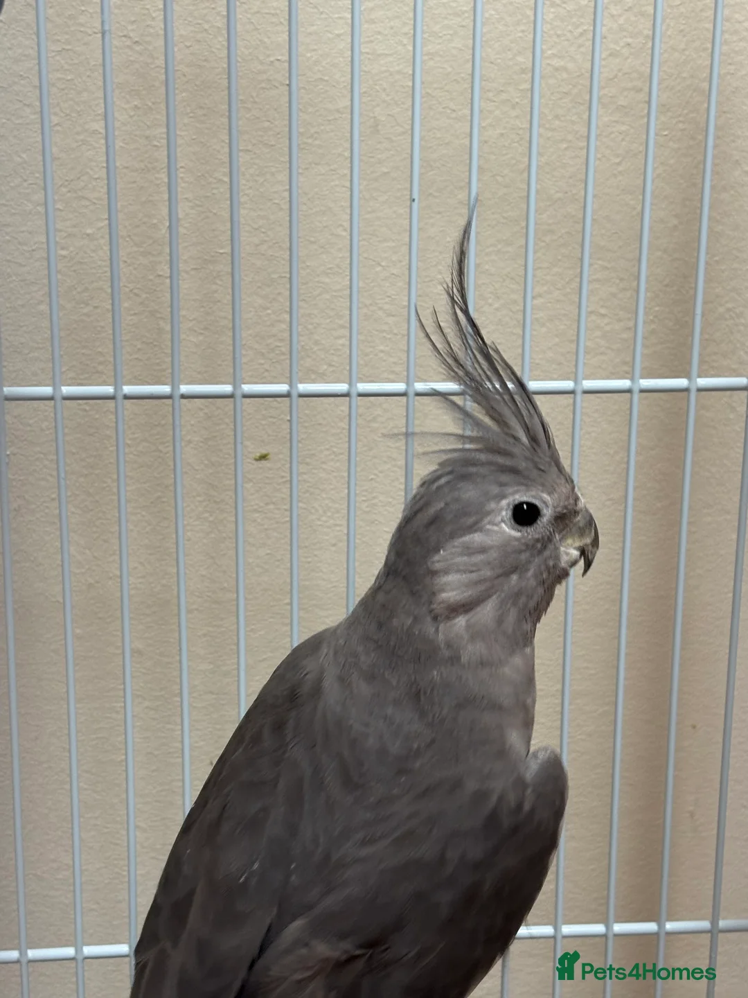 Cockatiels birds for sale: Birds for sale in Gateshead - Advert 5