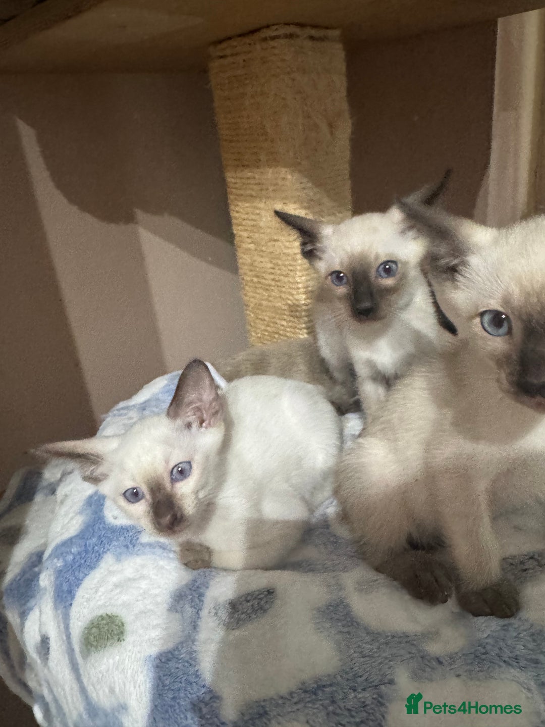 Siamese cats for sale: 6 cute Siamese kittens available  - Image 7