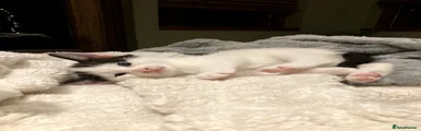 Kitten 6