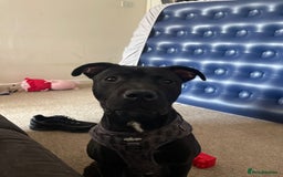 Mixed Breed dogs for sale: Maxi  - Image 4