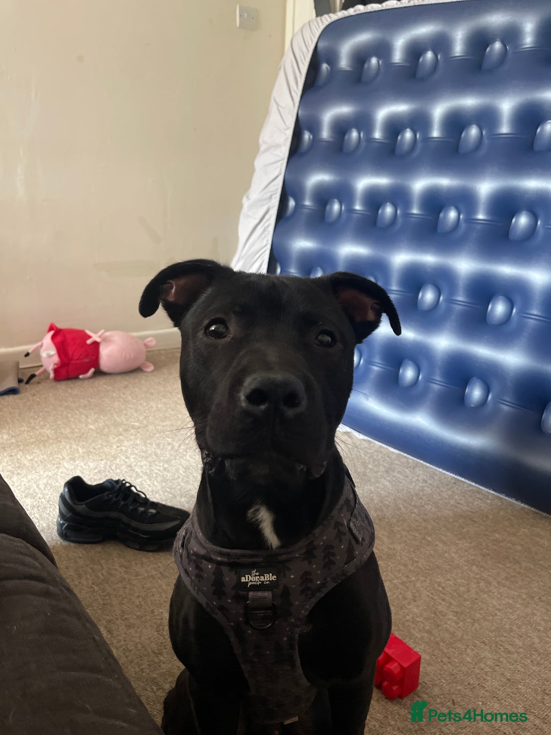 Mixed Breed dogs for sale: Maxi  - Image 4