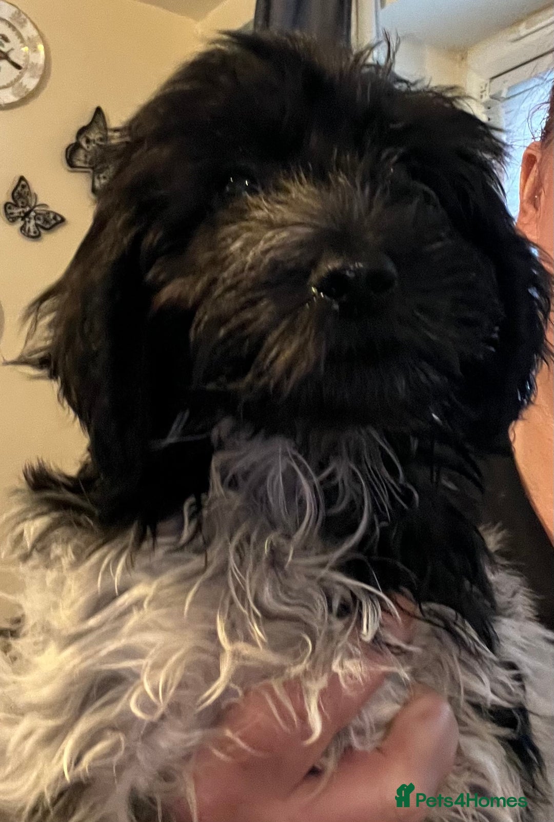 Cockapoo dogs for sale: F1b beautiful girl  - Image 8