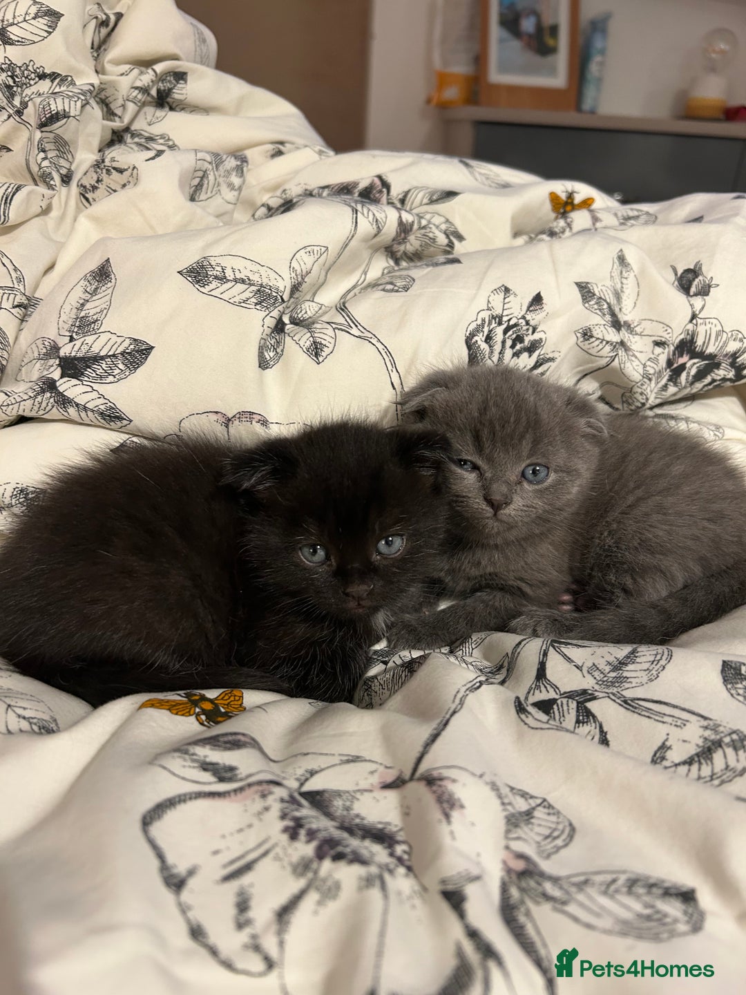 Ragdoll cats for sale: Scottish fold kittens  - Image 1